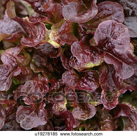 organic lettuces View Large Photo Image Stock Photography - organic lettuces. Fotosearch