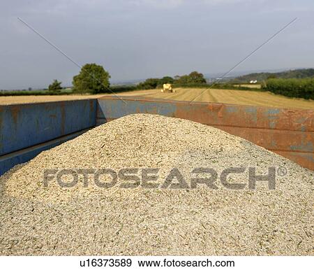 organic oats in trailer View Large Photo Image Stock Photo - organic oats in trailer. Fotosearch