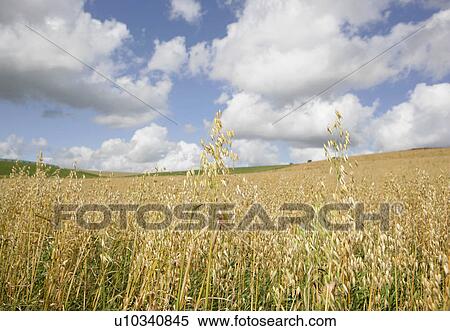 Stock Photography - Organic oats. Fotosearch