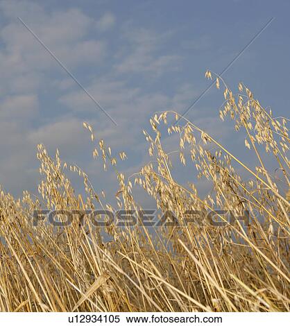 Stock Photography - organic oats. Fotosearch
