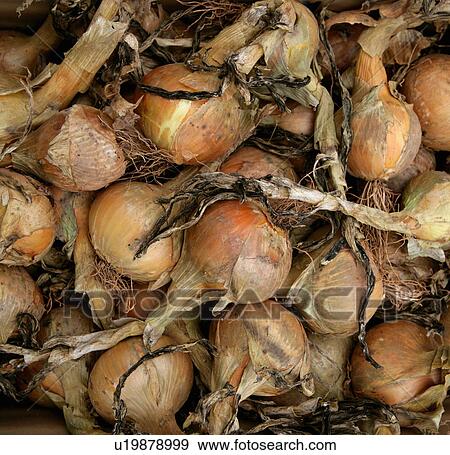 Stock Photo - organic onions. Fotosearch