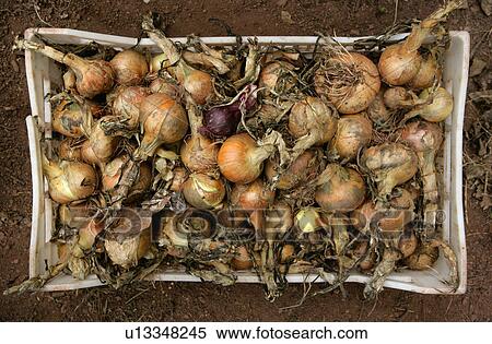 Stock Photography - organic onions. Fotosearch