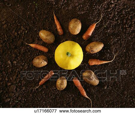 organic vegetable still life View Large Photo Image Stock Photo - organic vegetable still life. Fotosearch