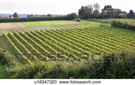organic vineyard View Large Photo Image Stock Image - organic vineyard. Fotosearch