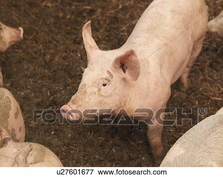 Stock Photo - Piglet. Fotosearch