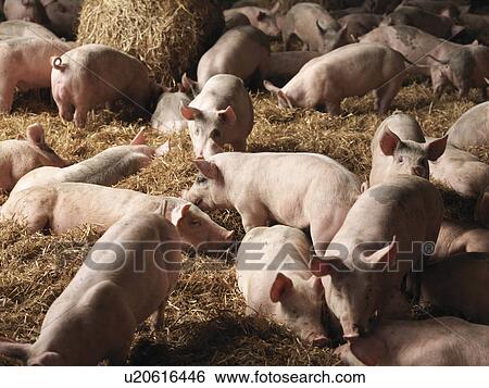 Stock Photograph - Piglets Inside Barn. Fotosearch