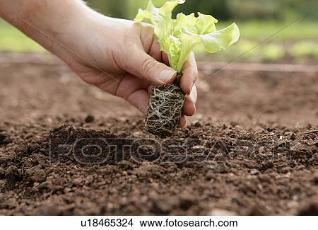 planting organic lettuces View Large Photo Image Picture - planting organic lettuces. Fotosearch