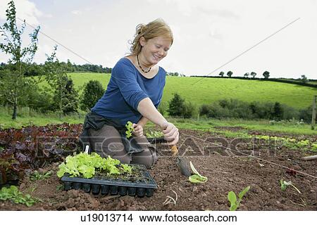 Picture - planting organic lettuces. Fotosearch