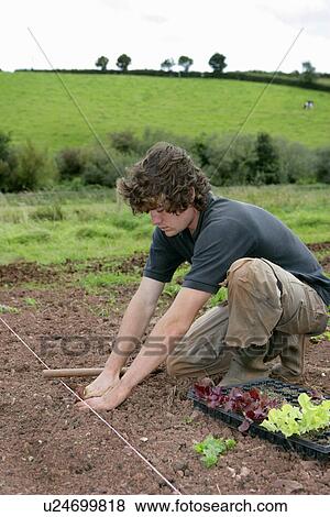 planting organic lettuces View Large Photo Image Stock Photo - planting organic lettuces. Fotosearch