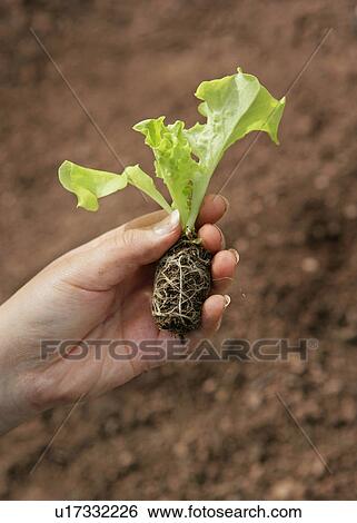 planting organic lettuces View Large Photo Image Stock Photograph - planting organic lettuces. Fotosearch