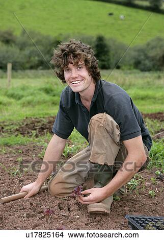 Portrait young man planting lettuces View Large Photo Image Picture - Portrait young man planting lettuces. Fotosearch