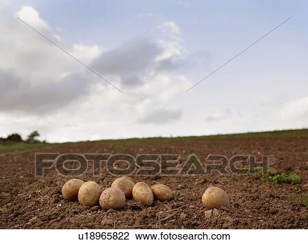 potatoes on ground View Large Photo Image Stock Image - potatoes on ground. Fotosearch