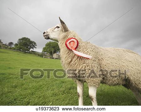 Stock Image - Prize-Winning Sheep With Rosette. Fotosearch