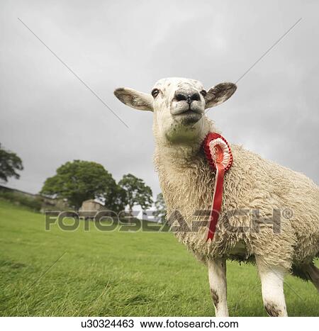 Stock Image - Prize-Winning Sheep With Rosette. Fotosearch