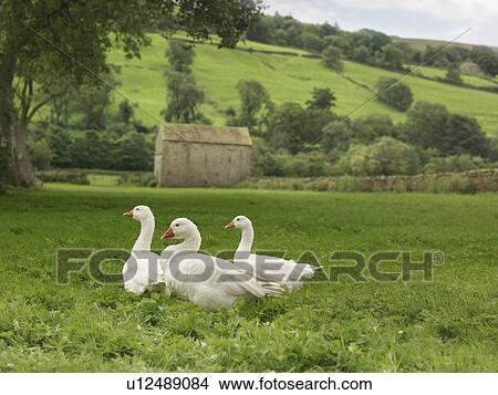 Three Geese In Field View Large Photo Image Picture - Three Geese In Field. Fotosearch