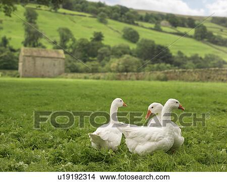 Three Geese In Field View Large Photo Image Picture - Three Geese In Field. Fotosearch