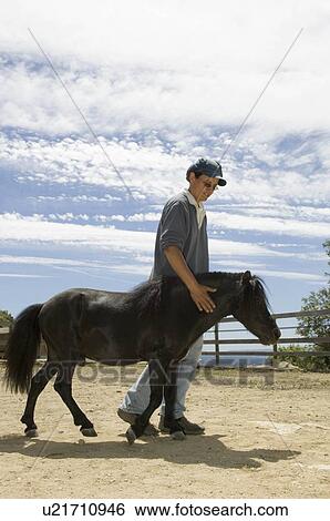 Stock Photograph - Trainer walking miniature horse. Fotosearch