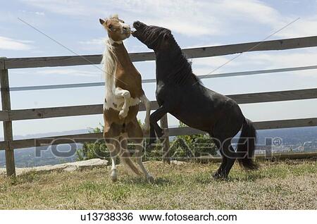 Stock Photograph - Two miniature horses frolicking. Fotosearch