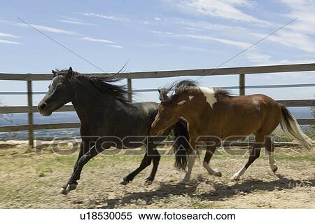 Two miniature horses running View Large Photo Image Stock Photography - Two miniature horses running. Fotosearch