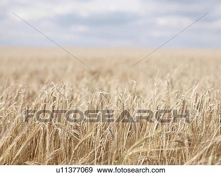Wheat Field View Large Photo Image Stock Photo - Wheat Field. Fotosearch