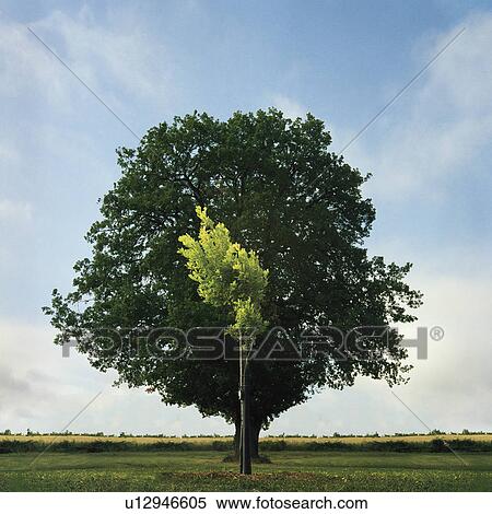 Stock Photography - Young and old Oak trees. Fotosearch