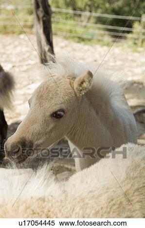 Stock Photography - Young miniature horse. Fotosearch
