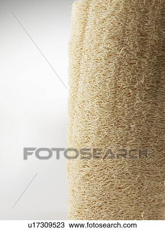 Close-Up of Natural Sponge View Large Photo Image Stock Image - Close-Up of Natural Sponge. Fotosearch
