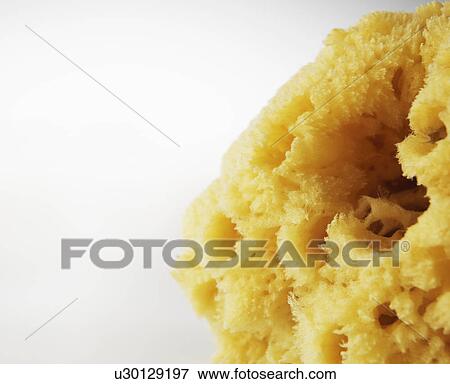 Close-Up of Natural Sponge View Large Photo Image Stock Photo - Close-Up of Natural Sponge. Fotosearch
