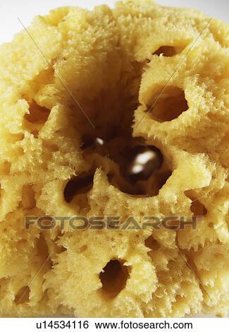 Stock Photograph - Close-Up of Natural Sponge. Fotosearch