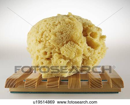 Natural Sponge on Wooden Tray View Large Photo Image Stock Photo - Natural Sponge on Wooden Tray. Fotosearch