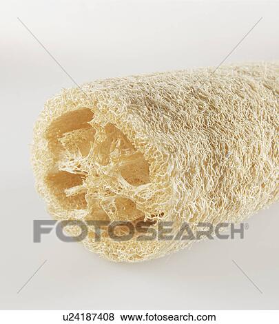 Stock Photo - Natural Sponge. Fotosearch