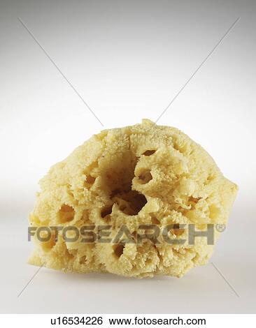 Stock Photograph - Single Natural Sponge. Fotosearch