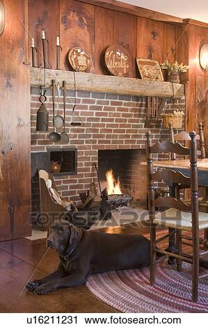Stock Image - Chocolate lab on floor in colonial style dining room. Fotosearch
