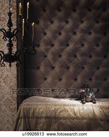 Dachshund on elegant bench View Large Photo Image Stock Image - Dachshund on elegant bench. Fotosearch