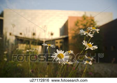 Daisy in front of modern home View Large Photo Image Stock Photograph - Daisy in front of modern home. Fotosearch