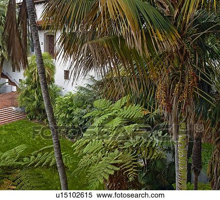 Date palm and foliage outside Santa Barbara courthouse View Large Photo Image Stock Photography - Date palm and foliage outside Santa Barbara courthouse. Fotosearch