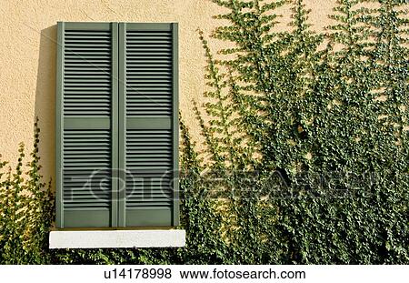 Stock Photo - Italian villa, with faux window shutters and fig vine growing up the wall. Fotosearch