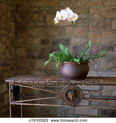 Orchid arrangement in vase on end table View Large Photo Image Stock Image - Orchid arrangement in vase on end table. Fotosearch