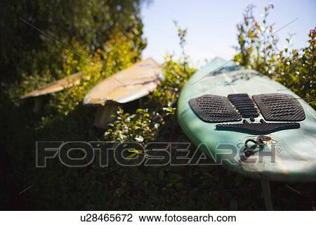 Row of surfboards on shrubs View Large Photo Image Stock Image - Row of surfboards on shrubs. Fotosearch