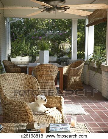 Stock Photo - Small dog on wicker armchair on porch. Fotosearch