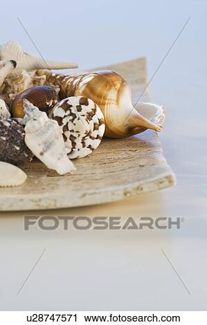 Stock Image - Assorted seashells. Fotosearch