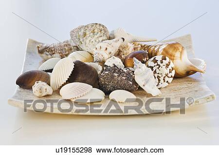 Stock Photo - Assorted seashells. Fotosearch