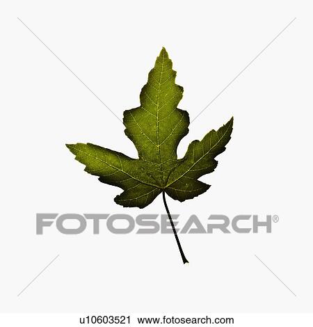 Autumn leaf View Large Photo Image Stock Image - Autumn leaf. Fotosearch