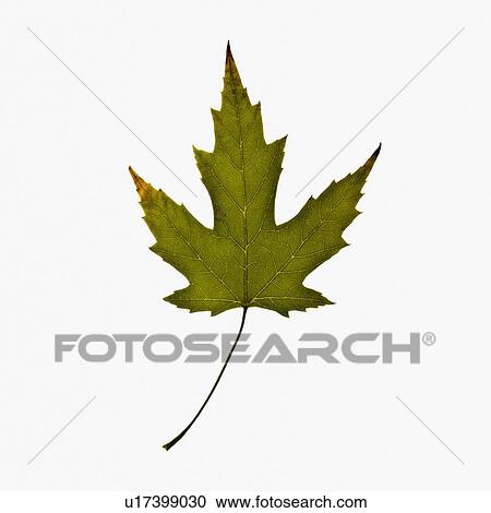 Autumn leaf View Large Photo Image Stock Image - Autumn leaf. Fotosearch