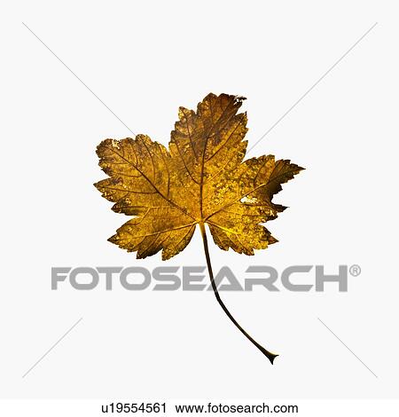 Stock Image - Autumn leaf. Fotosearch