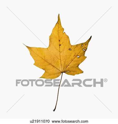 Autumn leaf View Large Photo Image Stock Image - Autumn leaf. Fotosearch