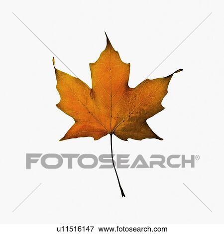 Stock Photo - Autumn leaf. Fotosearch