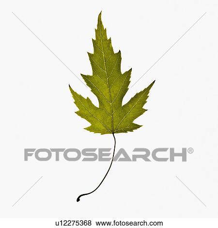 Stock Photo - Autumn leaf. Fotosearch