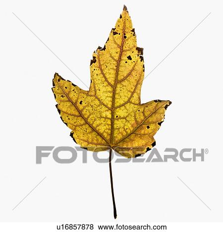 Stock Photo - Autumn leaf. Fotosearch