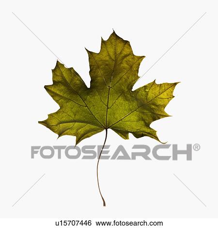 Stock Photograph - Autumn leaf. Fotosearch